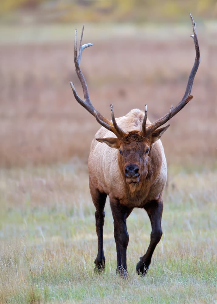Majestic Bull Elk by verdon — canvas wall art