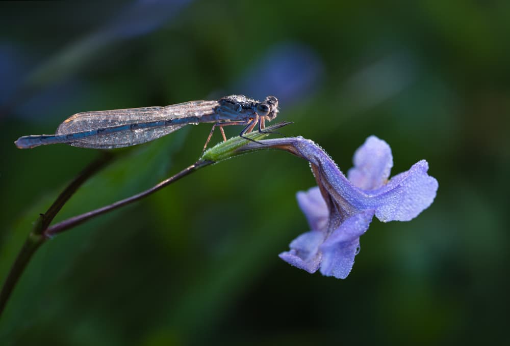 Delicate Damselfly Dew by Summer2016 — canvas wall art