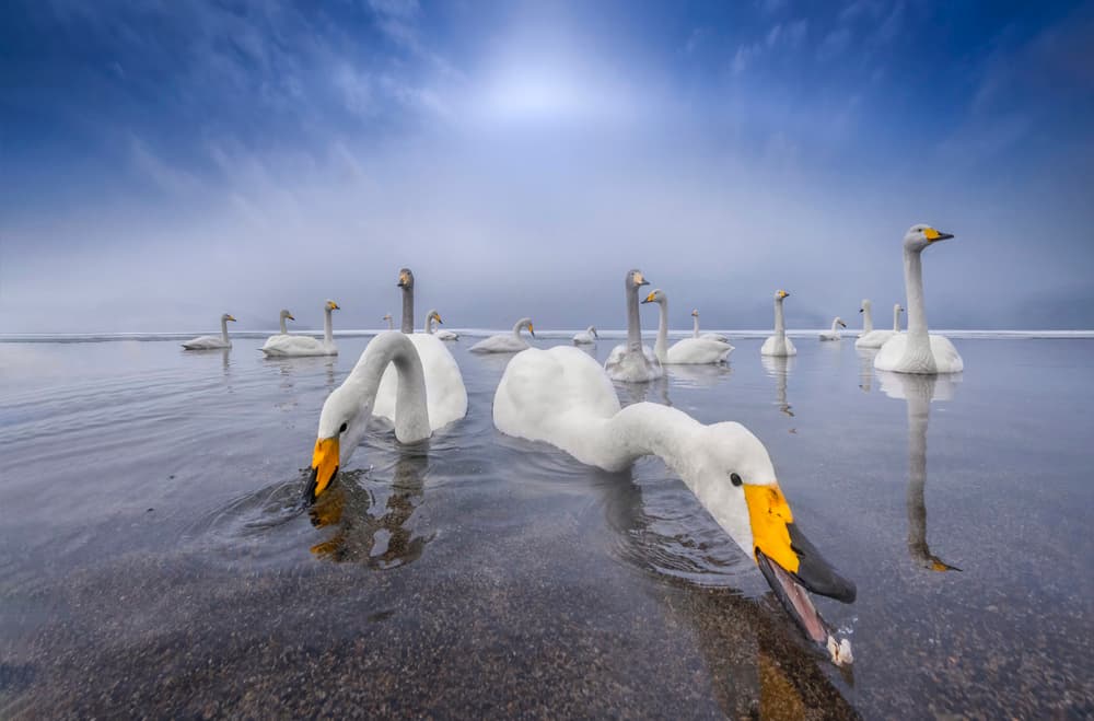 Graceful Swans Blue Sky by Larry Deng APA — canvas wall art