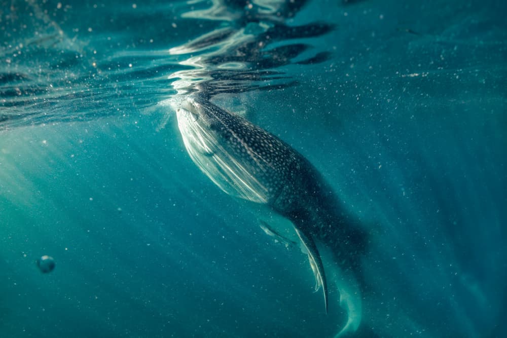 Whale Shark Sunlight Swim by Ido Meirovich — canvas wall art
