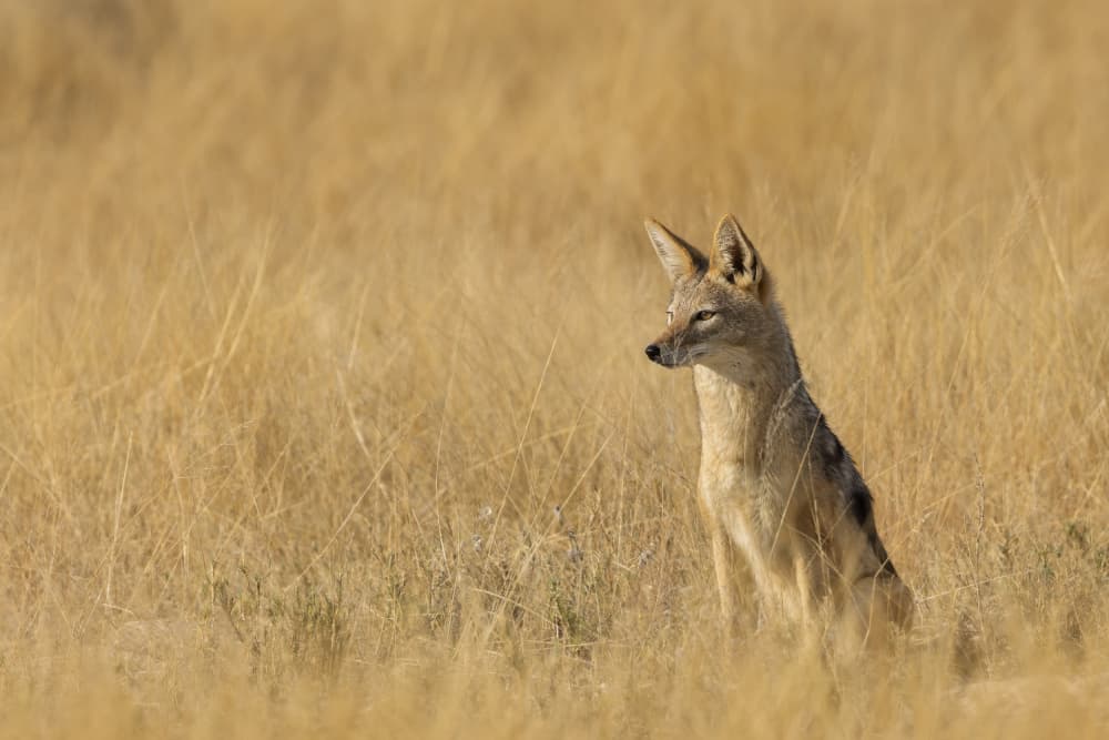 Golden Savanna Jackal by Alessandro Catta — canvas wall art