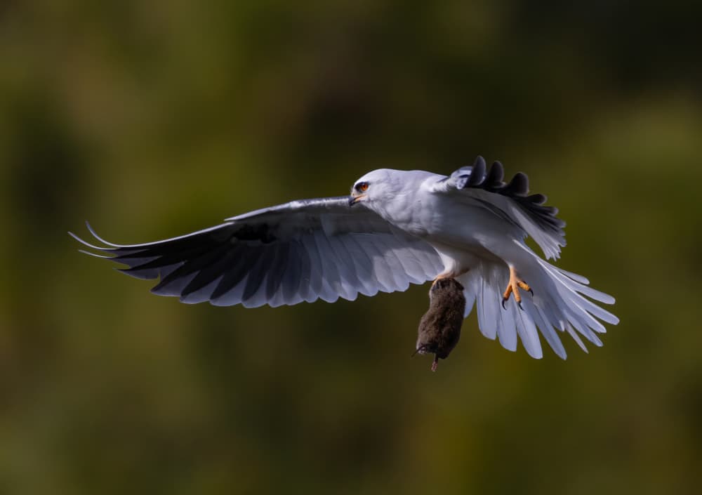 White Kite Catches Prey by Johnson Huang — canvas wall art