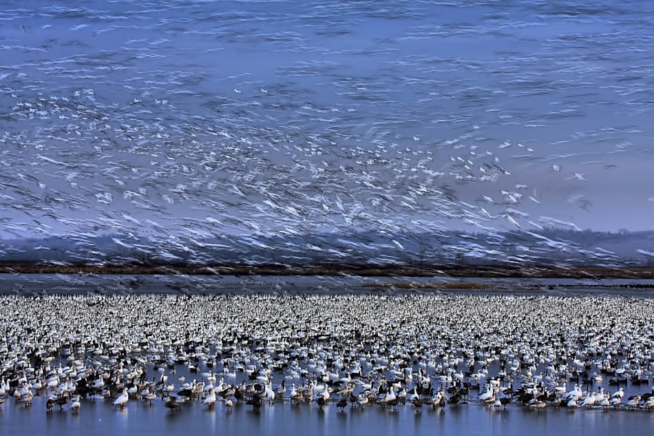 Snow Geese Migration by Jun Zuo — canvas wall art