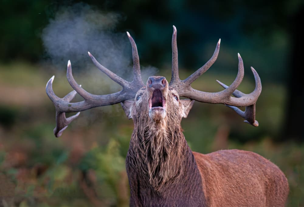 Red Stag Roar by Radojica Jevric fotorax — canvas wall art