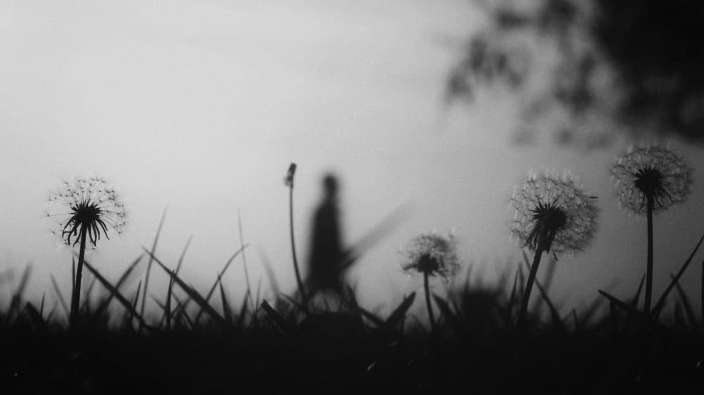 Dreamy Dandelion Silhouette by Ali Ayer — canvas wall art