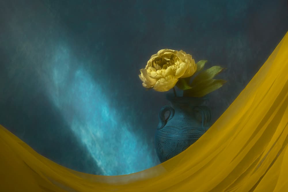 Dramatic Yellow Peony by Lydia Jacobs — canvas wall art