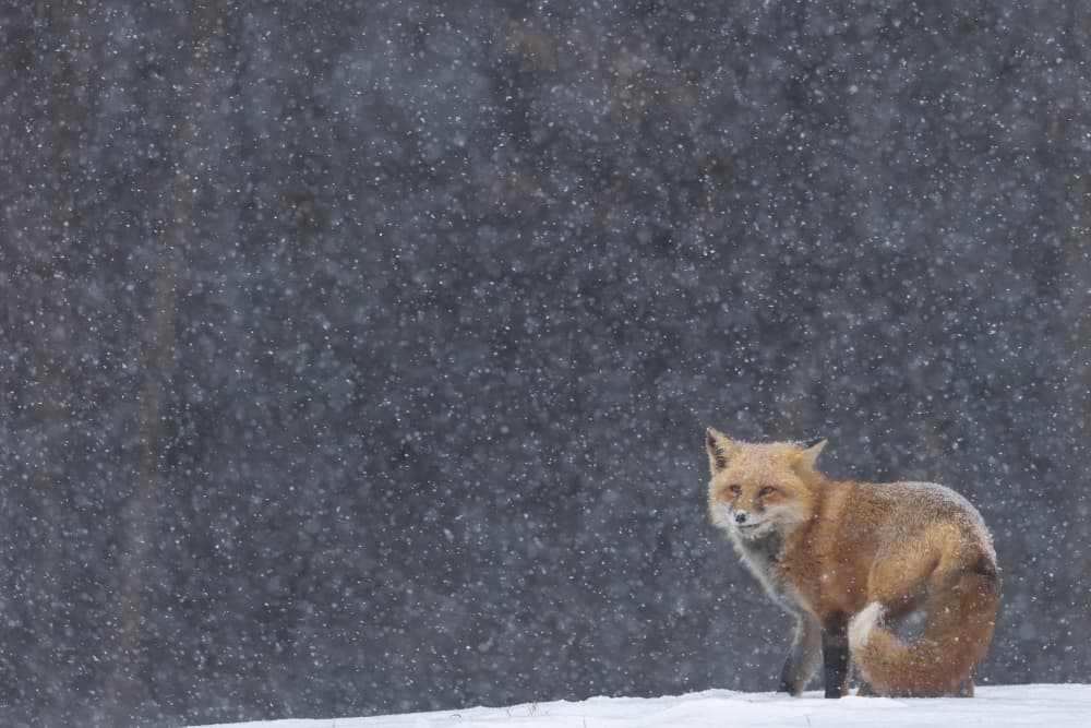 Red Fox in Snow by Max Wang — canvas wall art