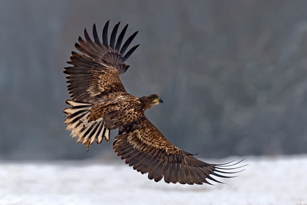 Winter Eagle Flying by Xavier Ortega — canvas wall art