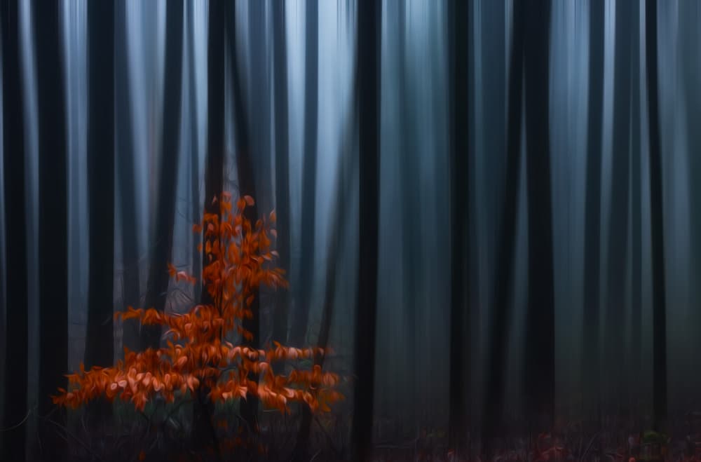 Mystical Autumn Forest by Hilda van der Lee — canvas wall art