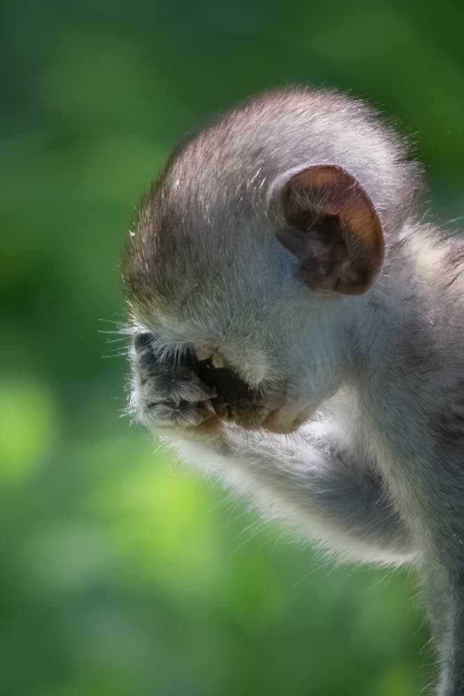 Shy Baby Monkey by Jianping Yang — canvas wall art