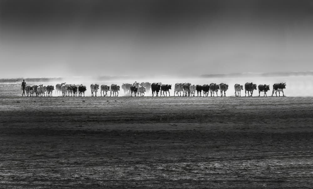 Western Cattle Drive by Jenny Qiu — canvas wall art