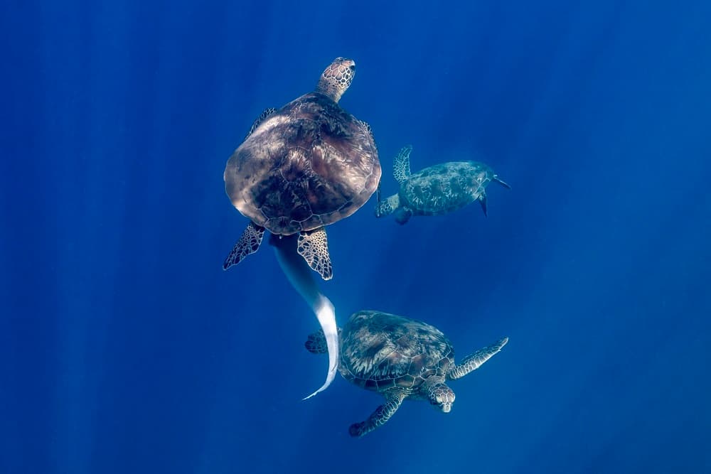 Deep Blue Sea Turtles by Serge Melesan — canvas wall art
