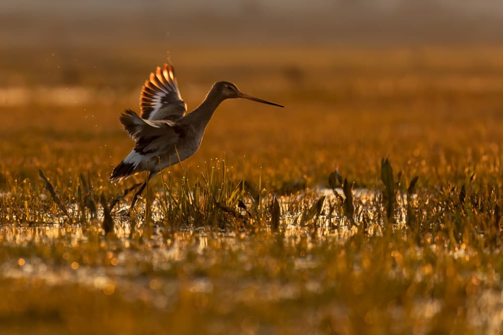 Golden Marsh Bird by brigitte van krimpen — canvas wall art