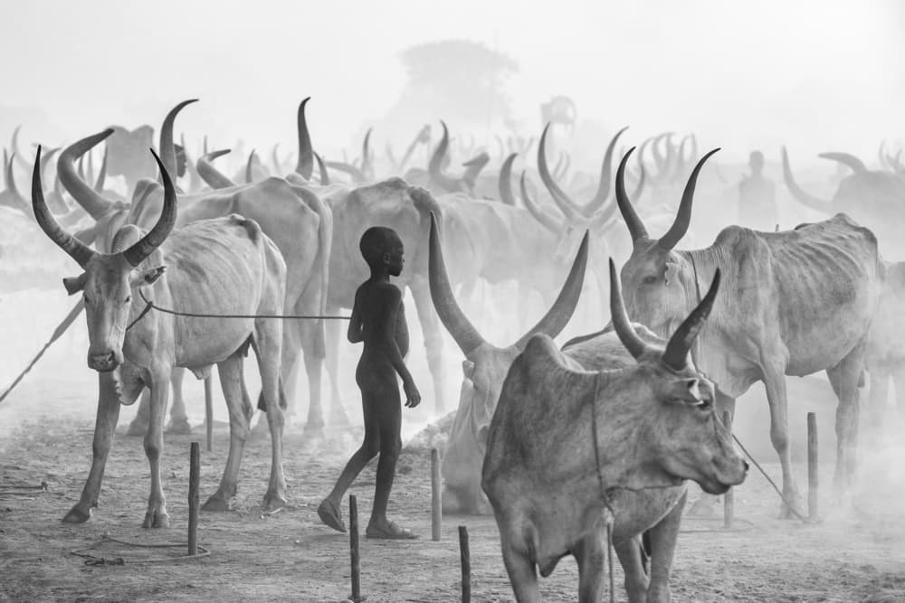 African Child Cattle Herder by Trevor Cole — canvas wall art