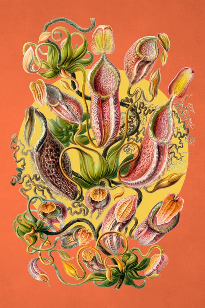 Vibrant Pitcher Plants by Marja van den Hurk — canvas wall art