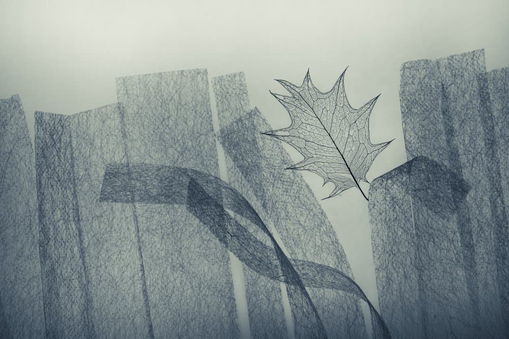 Delicate Skeleton Leaf by Shihya Kowatari — canvas wall art