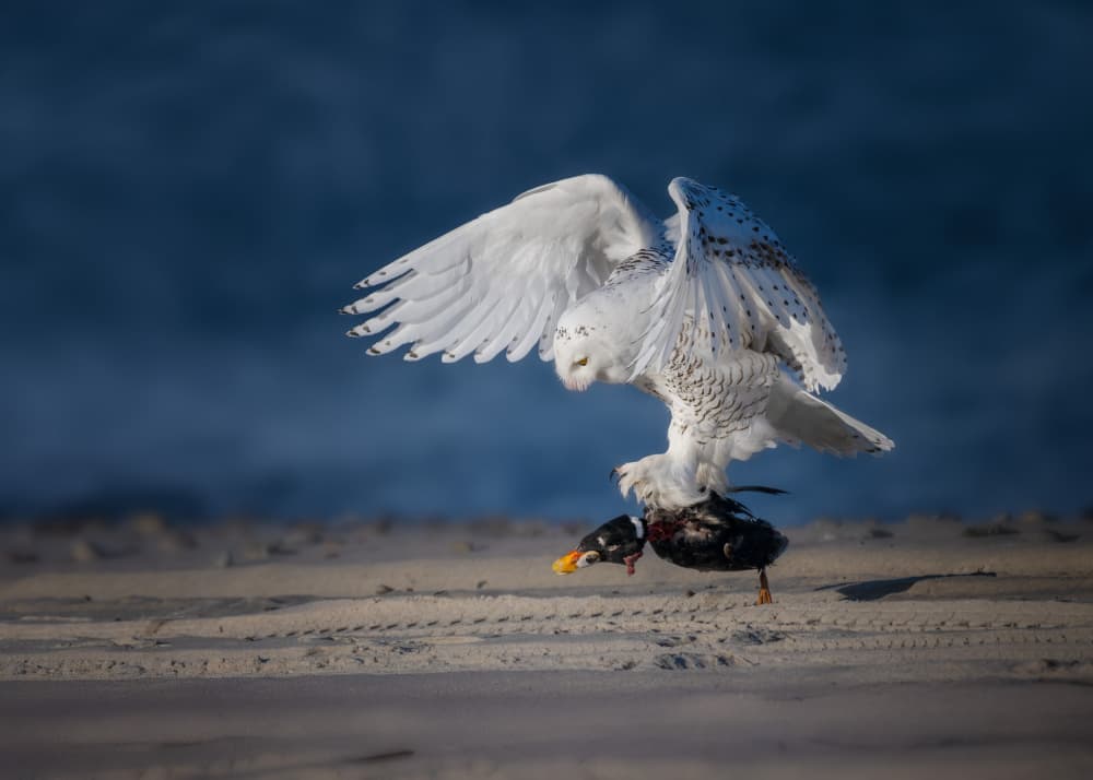 Snowy Owl Beach Hunt by Ti Wang — canvas wall art