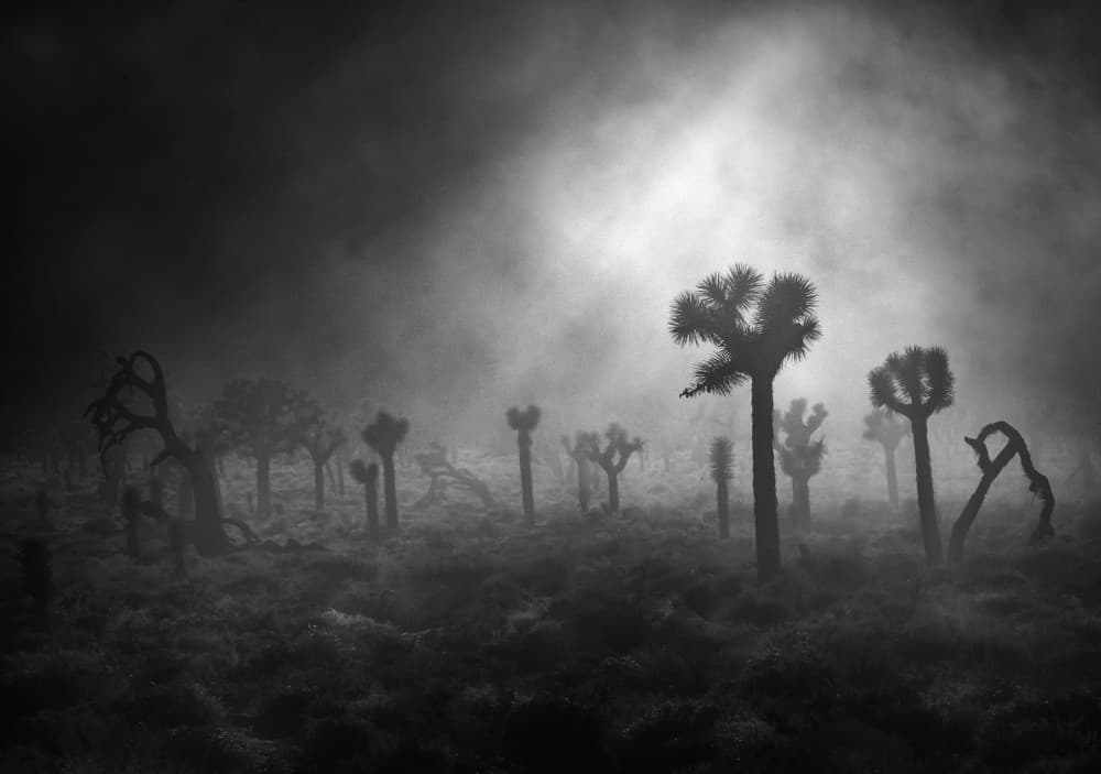 Misty Joshua Trees by Ruiqing P. — canvas wall art