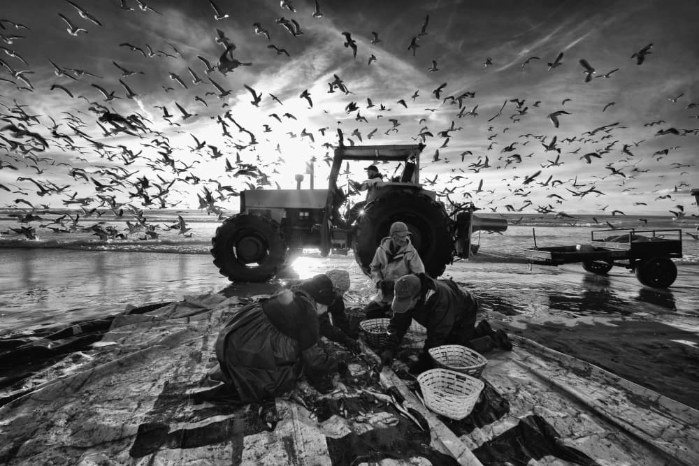 Seagulls Above Harvest by Josefina Melo — canvas wall art