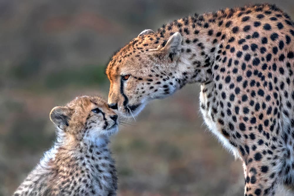 Mother Cheetah Love by Xavier Ortega — canvas wall art