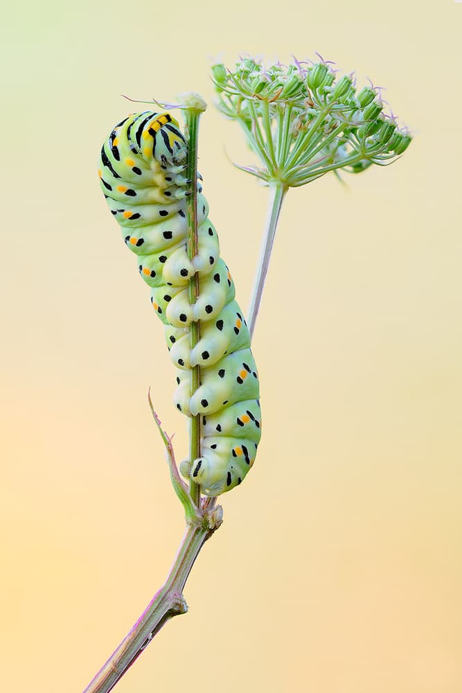 Green Caterpillar Climbing by Roberto Marini — canvas wall art