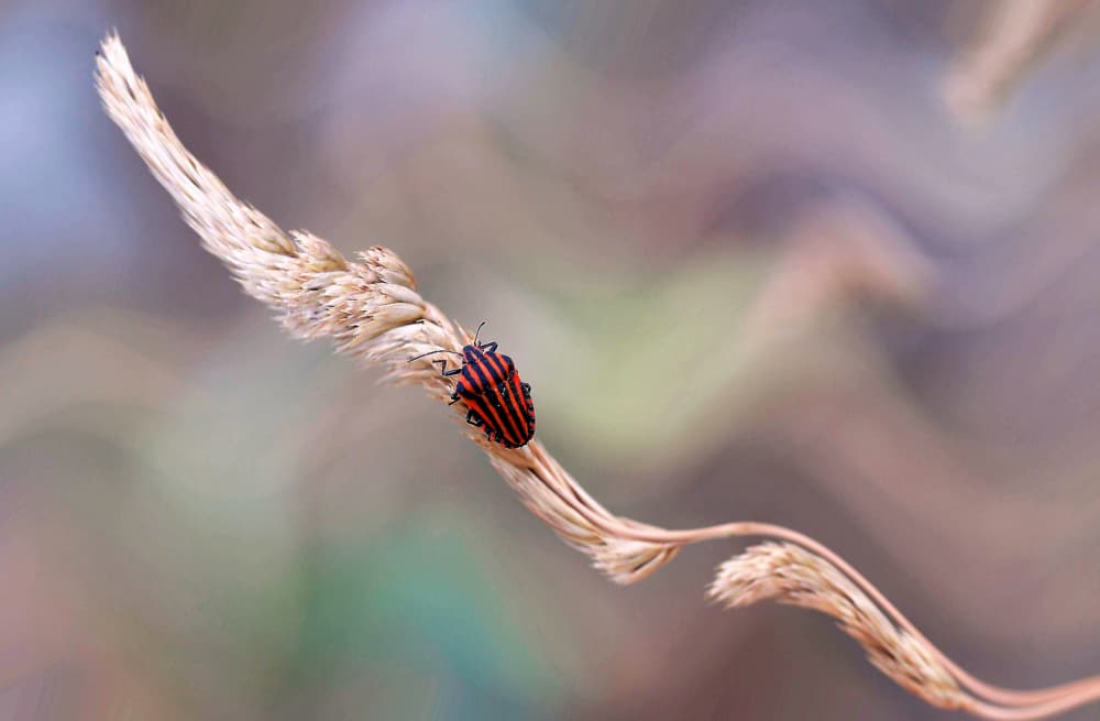 Striped Beetle on Grass by Thierry Dufour — canvas wall art