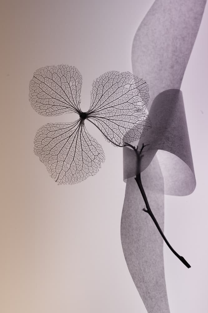 Delicate Skeleton Leaf by Shihya Kowatari — canvas wall art