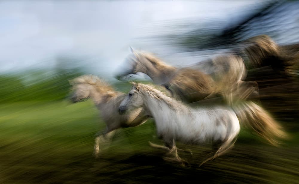 Wild Horses In Motion by Milan Malovrh — canvas wall art