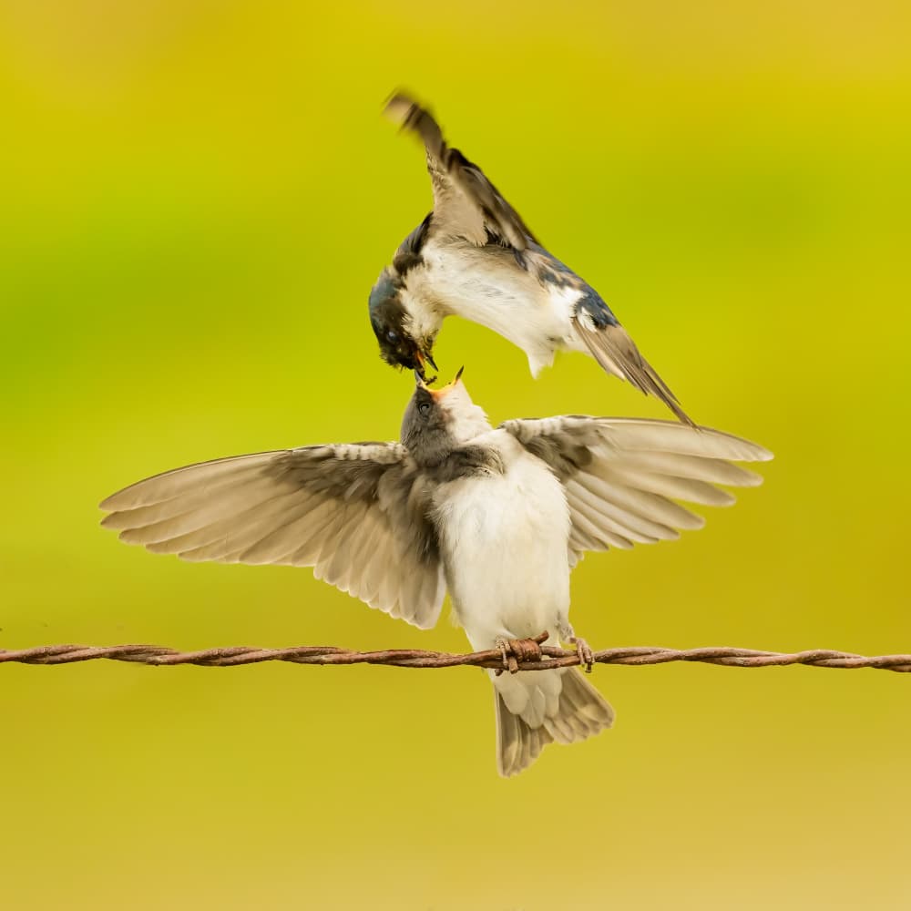 Nurturing Swallows Feeding by Moses Wang — canvas wall art