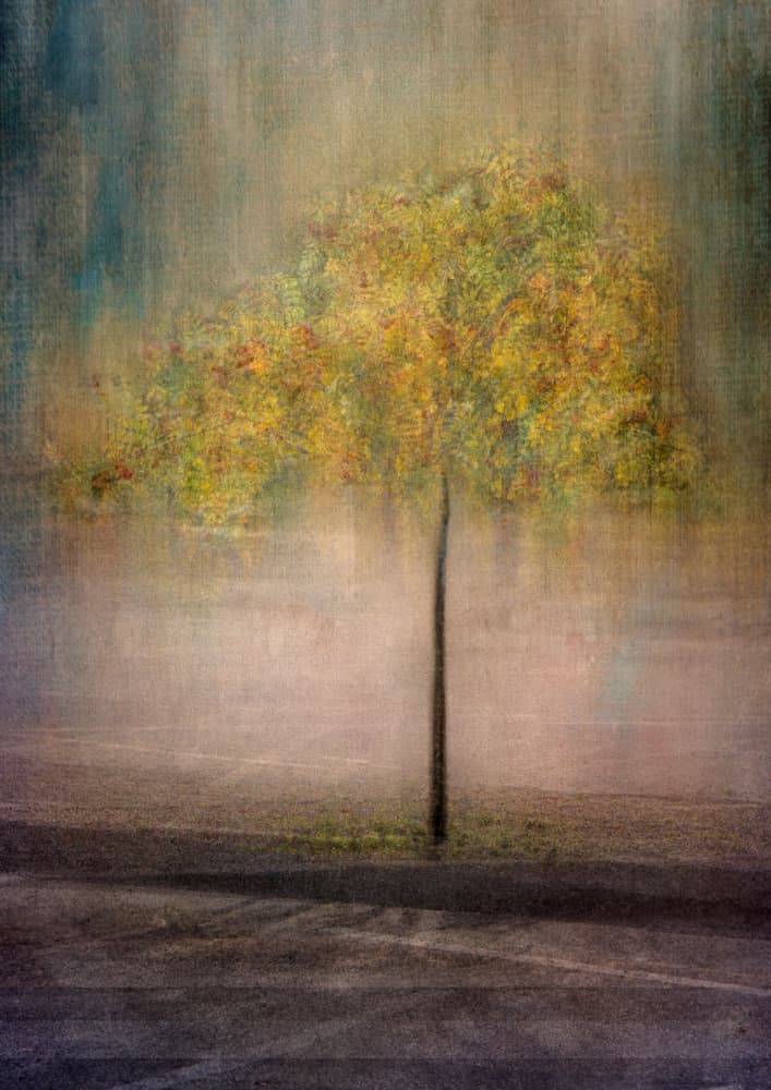 Dreamy Autumn Tree by Katarina Holmström — canvas wall art