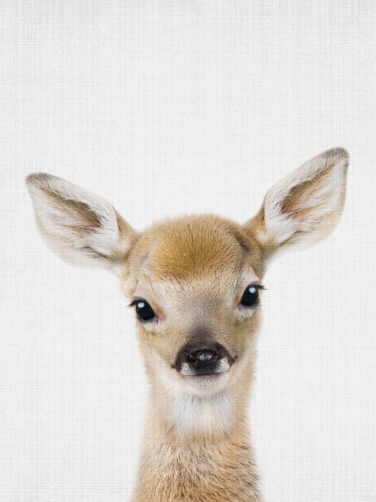 Adorable Fawn Portrait by Lila & Lola — canvas wall art
