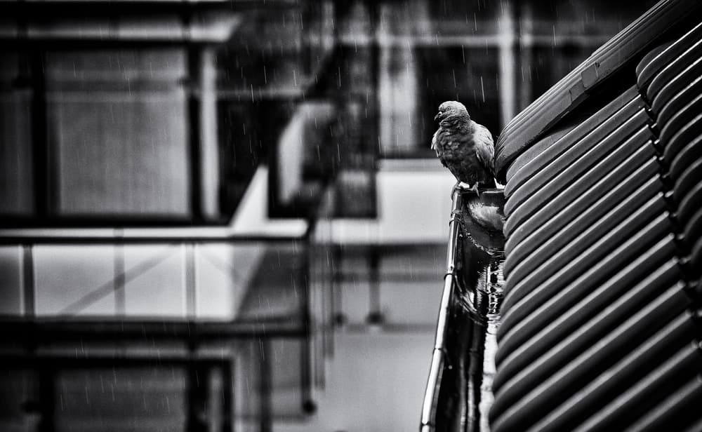 Pigeon In City Rain by Jürgen Hartlieb — canvas wall art