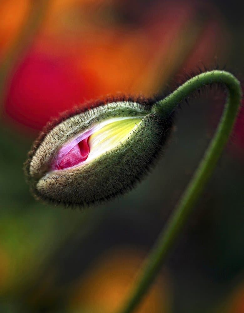 Spring’s here by Anna Cseresnjes — canvas wall art