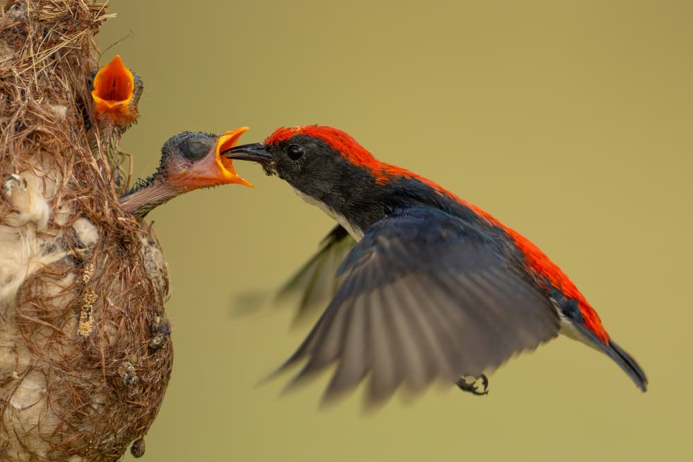 Sunbird Feeds Chicks by HuongHoang — canvas wall art