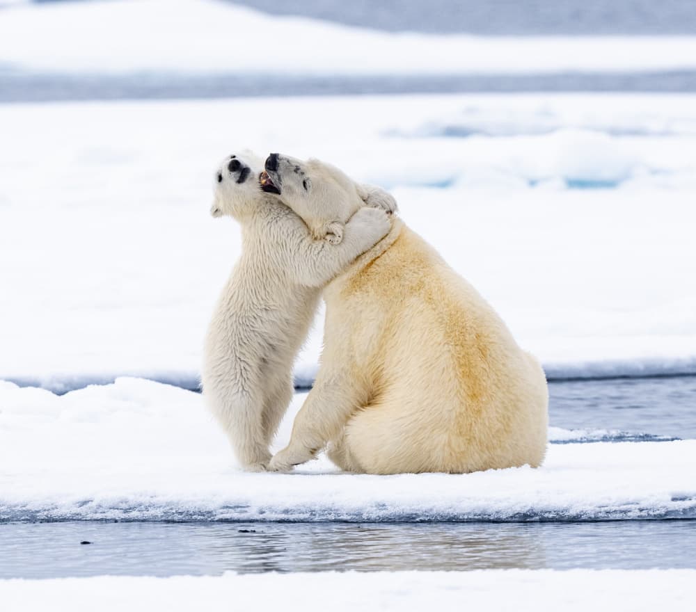 Playful Polar Bears by Manish Nagpal — canvas wall art