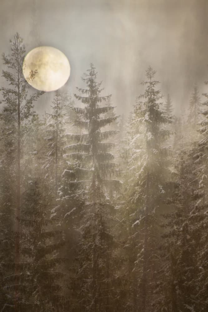 Moonlit Winter Forest by Christina Sillen — canvas wall art