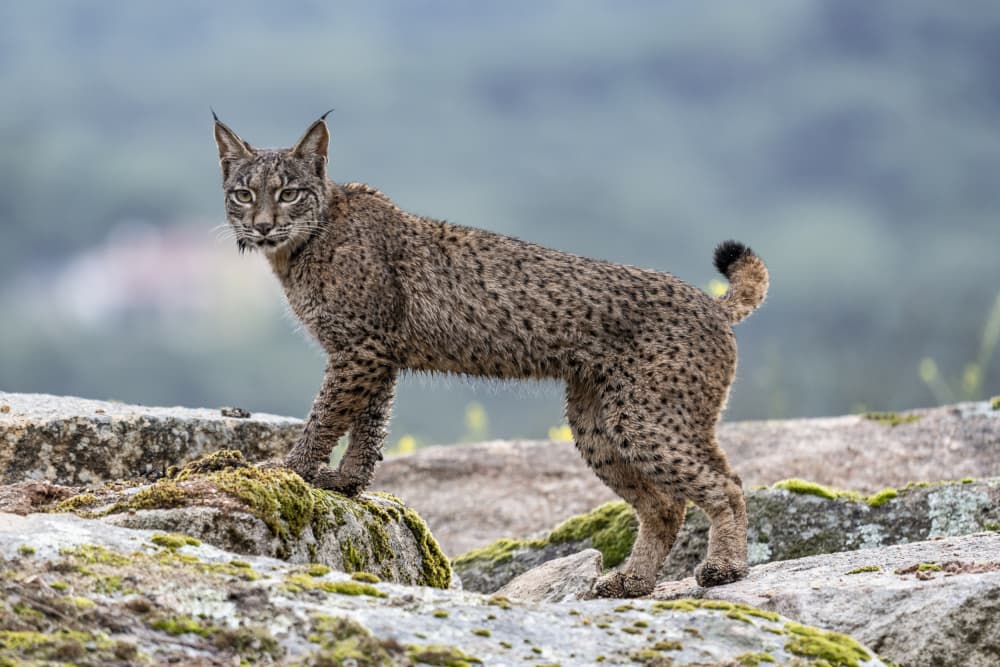 Alert Iberian Lynx by Jose Curto — canvas wall art