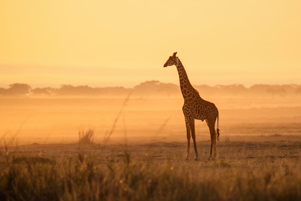 Golden Savanna Giraffe by Siyu_Wei APA — canvas wall art