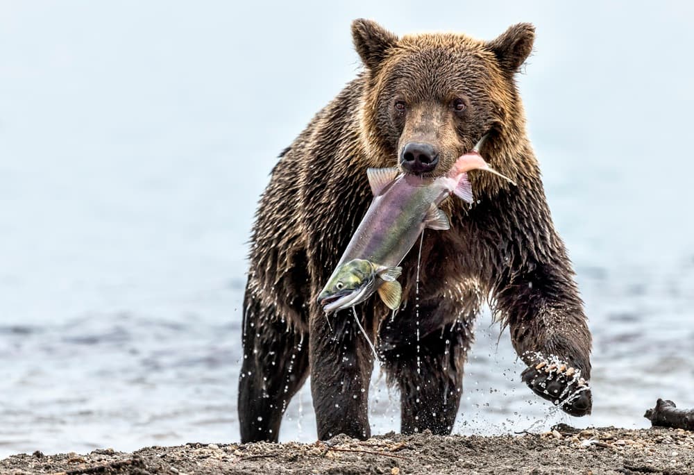 Grizzly Bear With Salmon by Giuseppe DAmico — canvas wall art