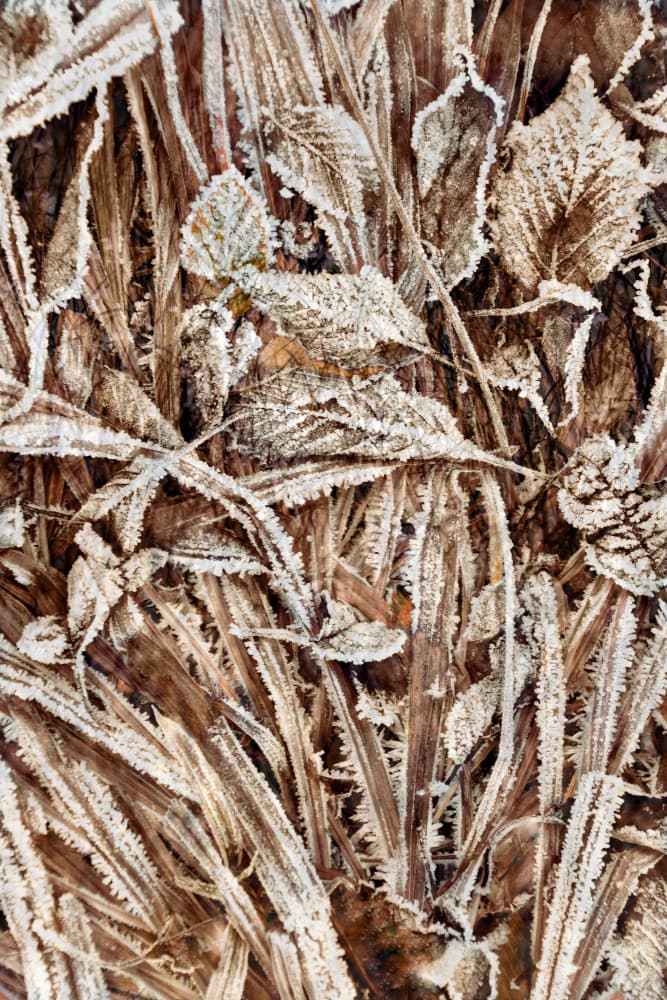 Crisp Frosted Leaves by Christina Sillen — canvas wall art