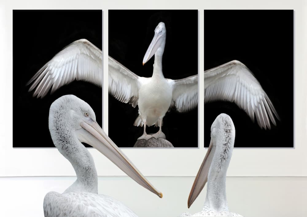 Majestic White Pelicans by Huib Limberg — canvas wall art