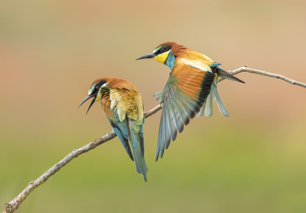 Vibrant Bee-eater Pair by Marco Barisone — canvas wall art
