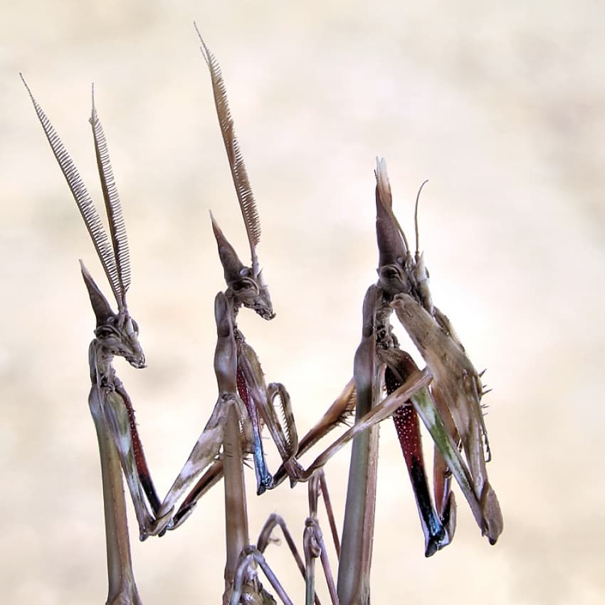 Ornate Mantis Antennas by Jimmy Hoffman — canvas wall art