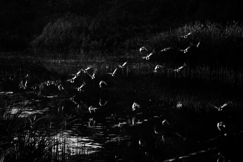 Birds In Dark Flight by Codrin Lupei — canvas wall art
