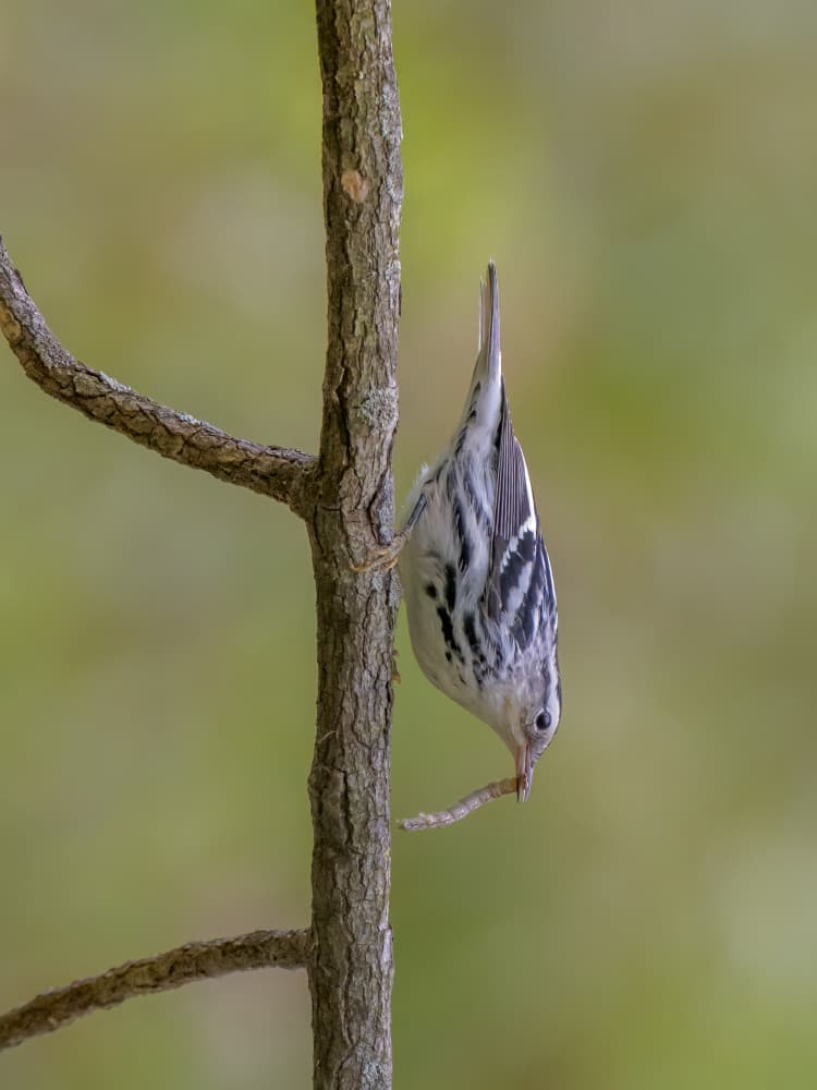 Upside Down Warbler by Jacob (Jian) Xu — canvas wall art