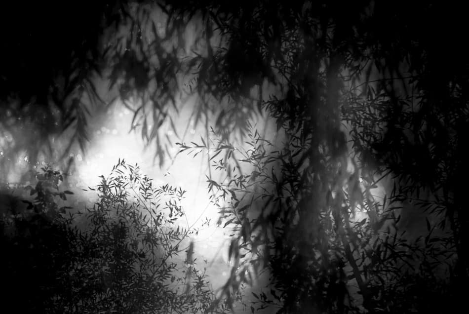 Misty Forest Light by Codrin Lupei — canvas wall art