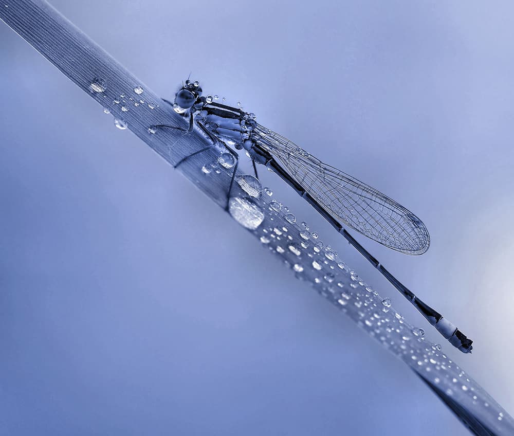 Blue Dewdrop Damselfly by Thierry Dufour — canvas wall art