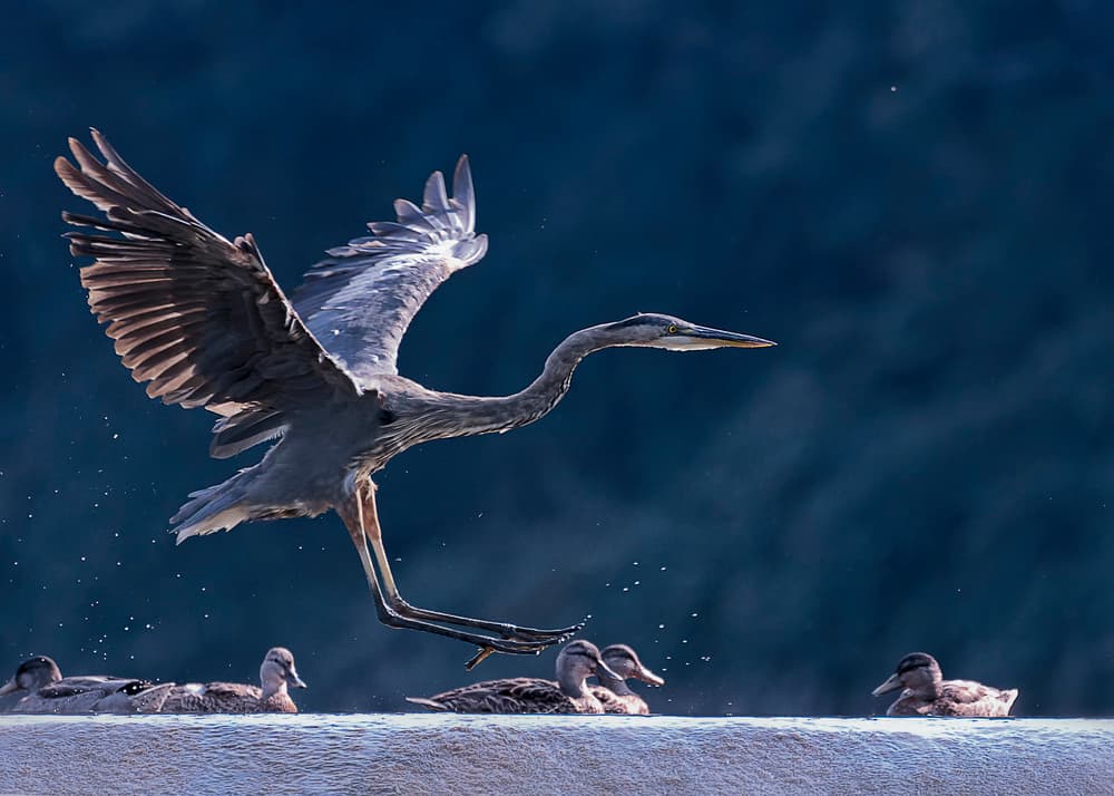 Dynamic Heron Landing by Purple Bamboo — canvas wall art