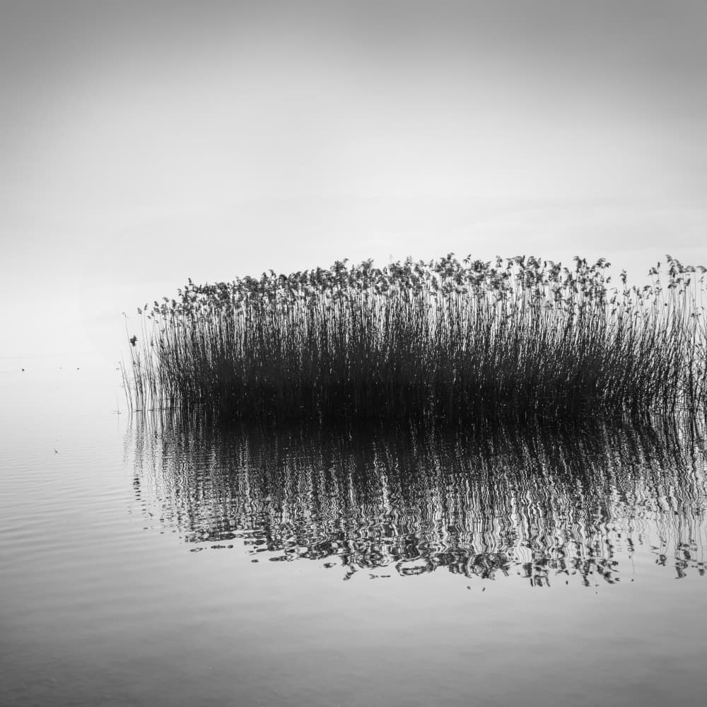 Serene Reed Reflection by George Digalakis — canvas wall art