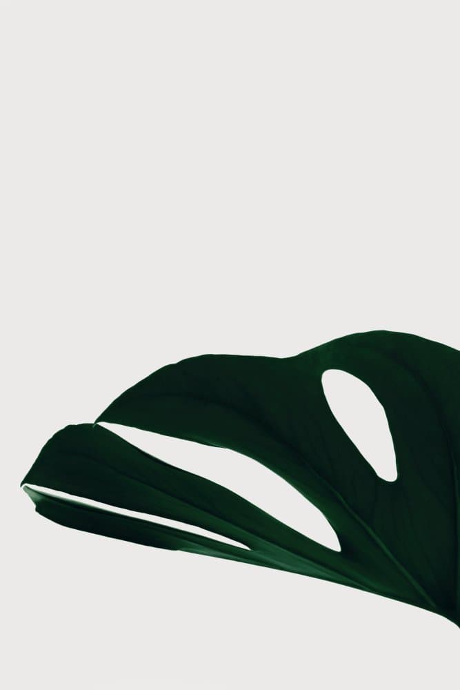 Monstera Leaf Minimalism by Pictufy Studio III — canvas wall art